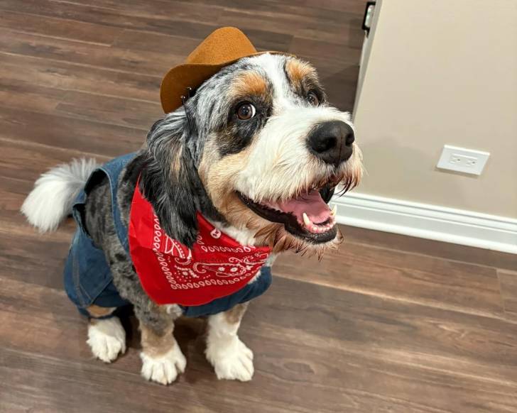 Un Bernedoodle assis sur un plancher et portant un foulard autour du cou