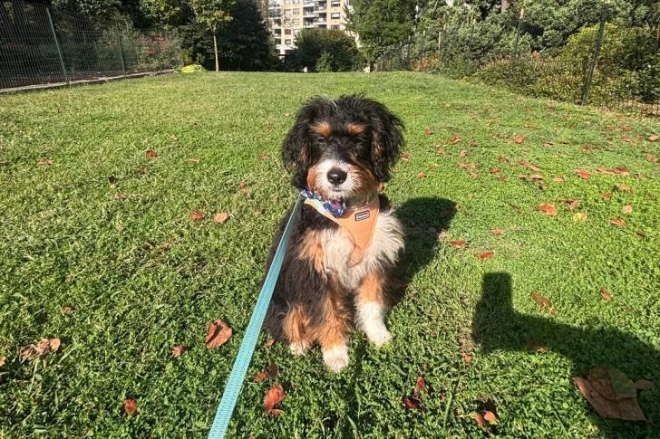 Un Bernedoodle assis sur une surface gazonnée et qui est tenu en laisse 