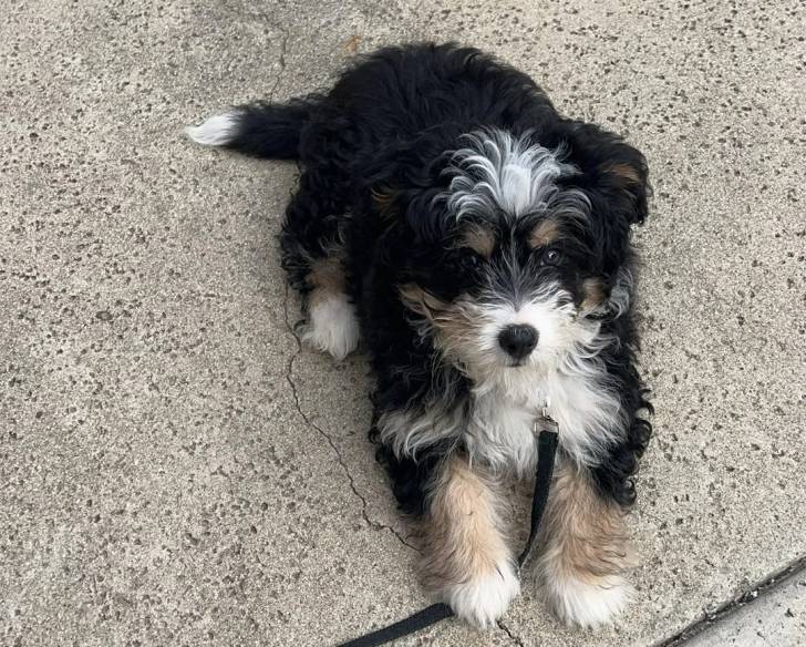 Un Bernedoodle allongé sur une surface bétonnée et qui est tenu en laisse 