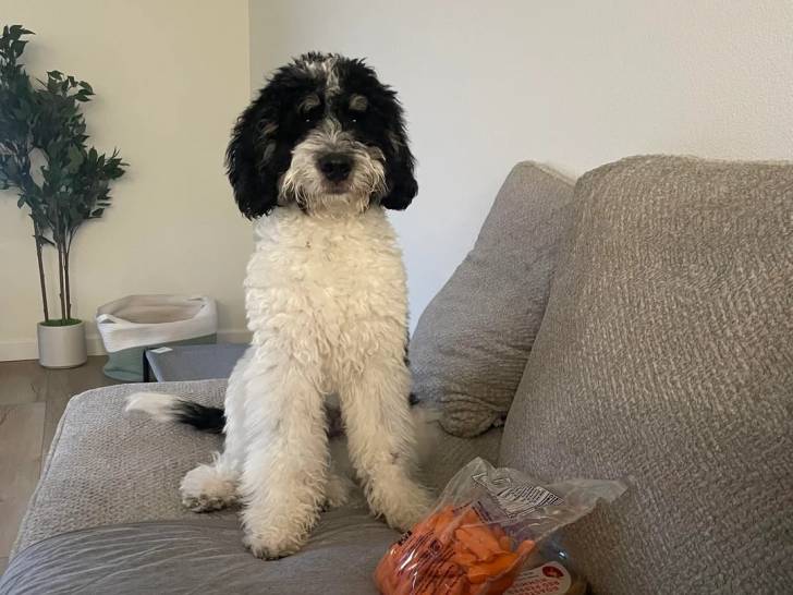 Un Bernedoodle assis sur un canapé et semblant détendu