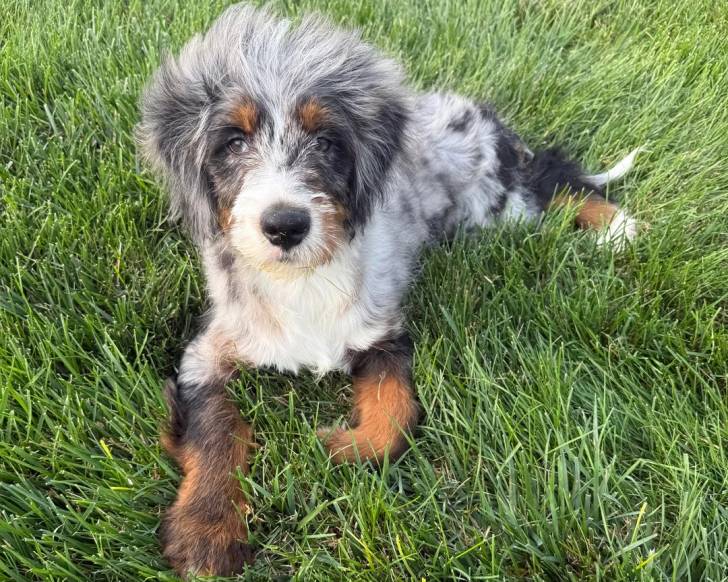Un Bernedoodle allongé sur une surface gazonnée 