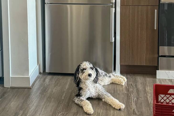 Un Bernedoodle allongé sur un plancher 