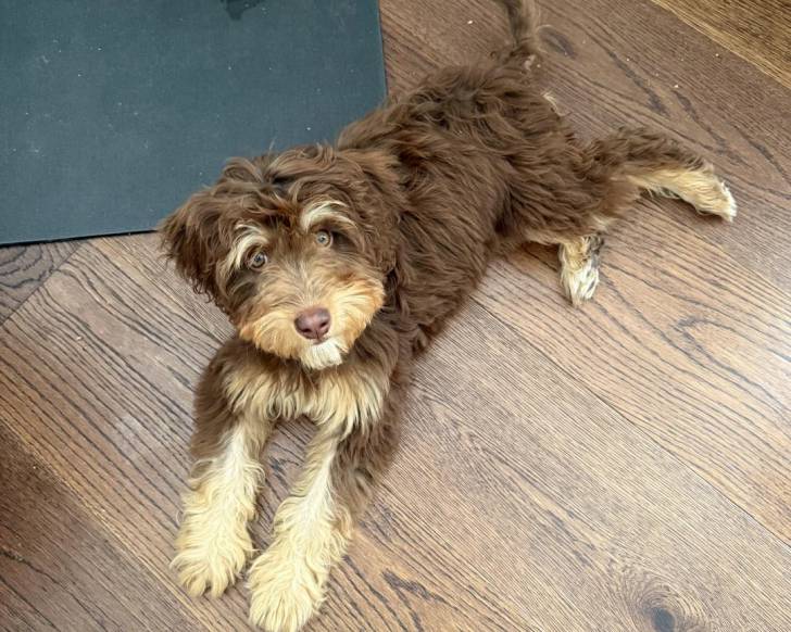 Un Bernedoodle allongé sur un plancher et semblant détendu 