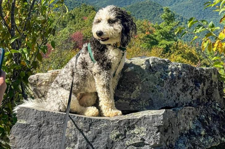 Un Bernedoodle assis sur un rocher et qui est tenu en laisse 