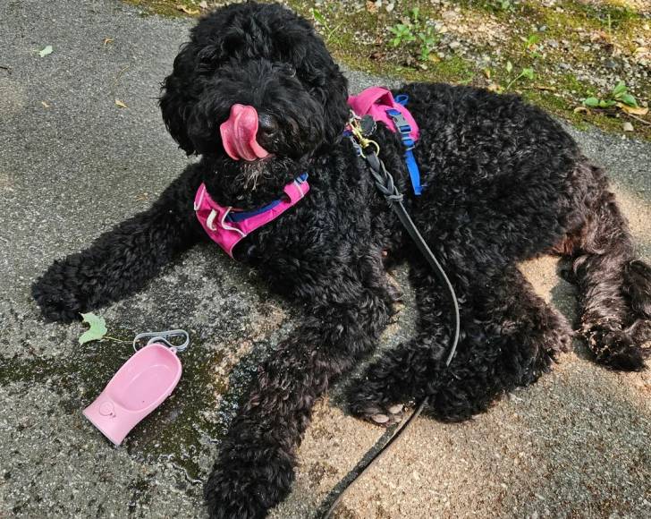 Un Bernedoodle allongé sur une surface bitumée et qui est tenu en laisse