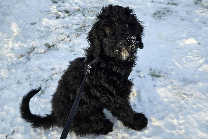 Un Bernedoodle assis sur une surface enneigée et qui est tenu en laisse 