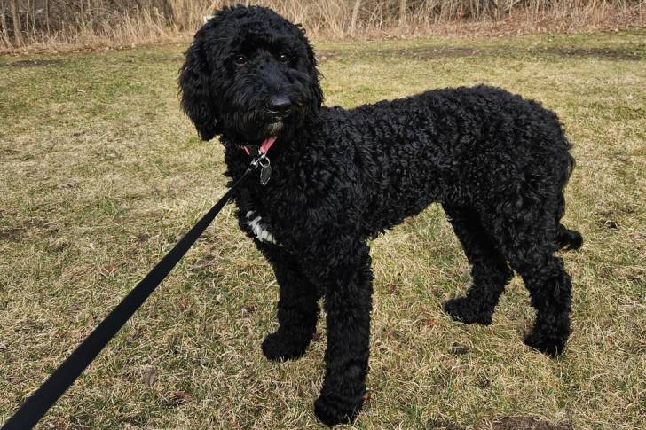 Un Bernedoodle sur une surface gazonnée et qui est tenu en laisse 