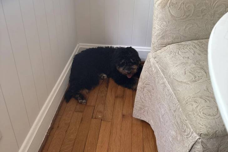 Un Bernedoodle allongé sur un plancher et regardant vers la caméra
