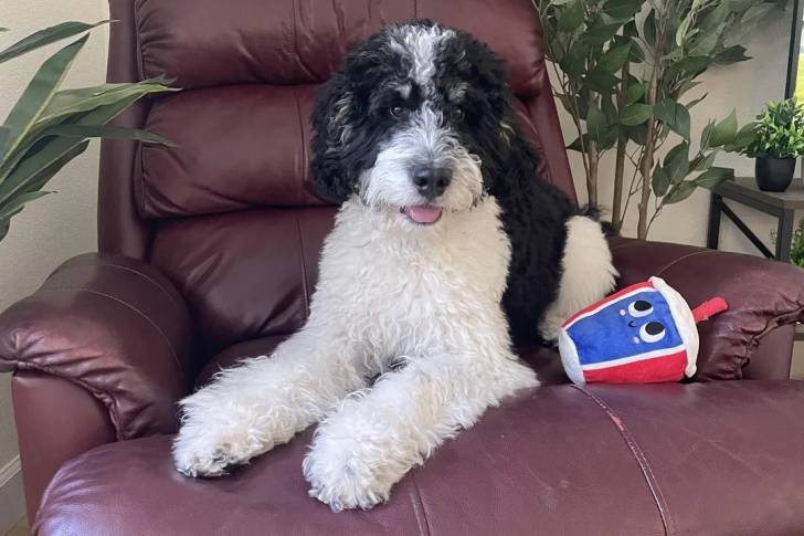 Un Bernedoodle allongé sur un fauteuil et tirant la langue 