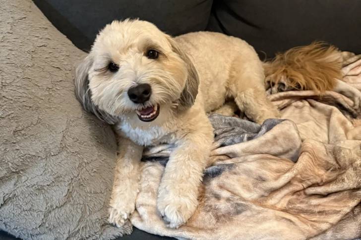 Un Bernedoodle allongé sur un canapé et semblant détendu