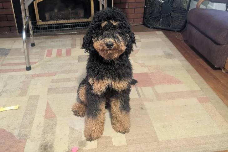 Un Bernedoodle assis sur un tapis 
