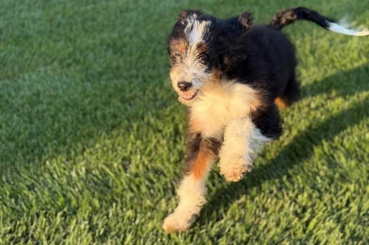 Un Bernedoodle courant sur une surface herbacée 