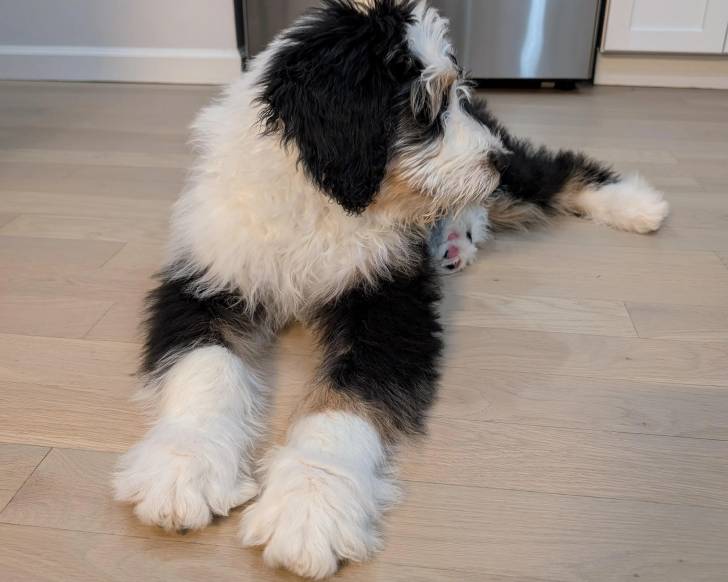 Un Bernedoodle allongé sur un plancher 
