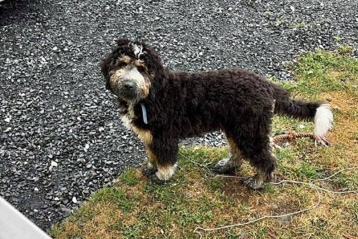 Un Bernedoodle sur une surface herbacée et portant un collier autour du cou