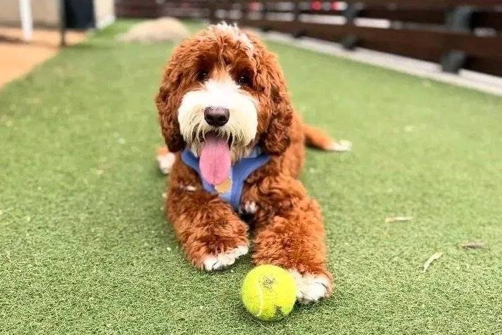 Un Bernedoodle allongé sur du gazon synthétique et ayant la langue pendante 