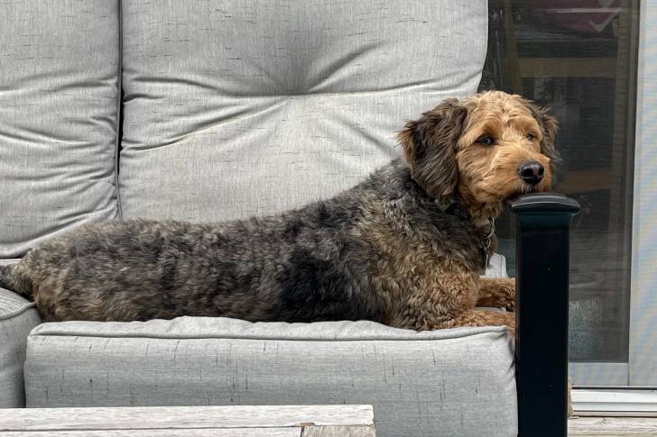 Un Bernedoodle allongé sur un canapé et semblant détendu