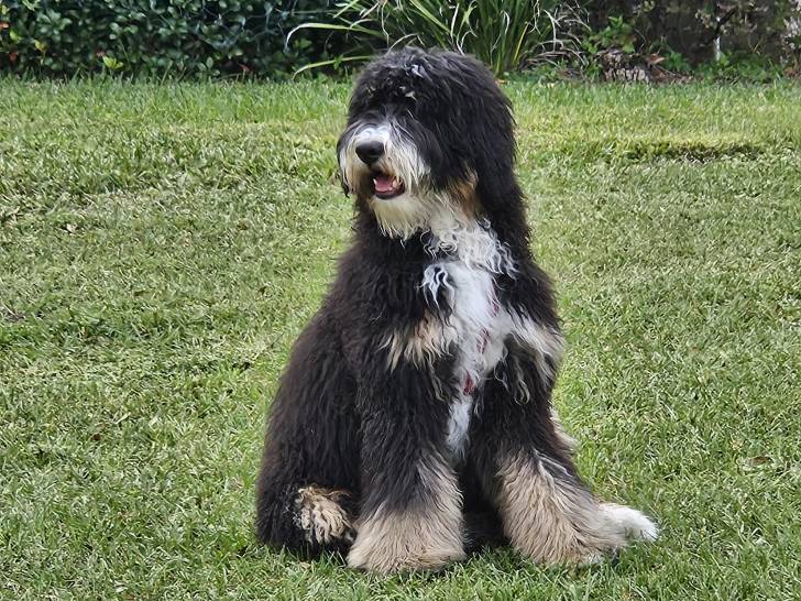 Un Bernedoodle assis sur un terrain herbeux 