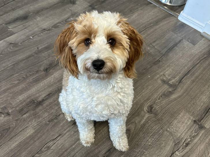 Un Bernedoodle assis sur un plancher 