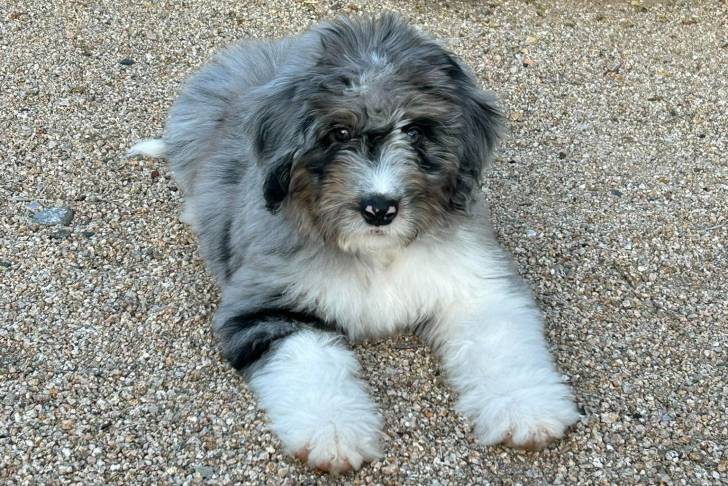 Un Bernedoodle allongé sur des gravillons et regardant vers la caméra 