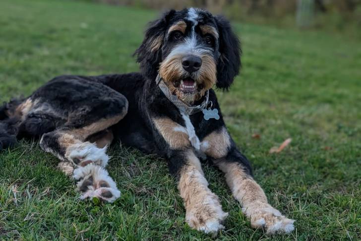 Un Bernedoodle allongé sur une surface gazonnée et portant un collier autour du cou
