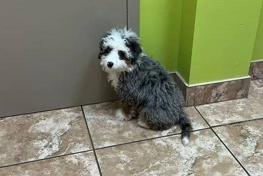 Un Bernedoodle assis sur un sol carrelé et regardant vers la caméra