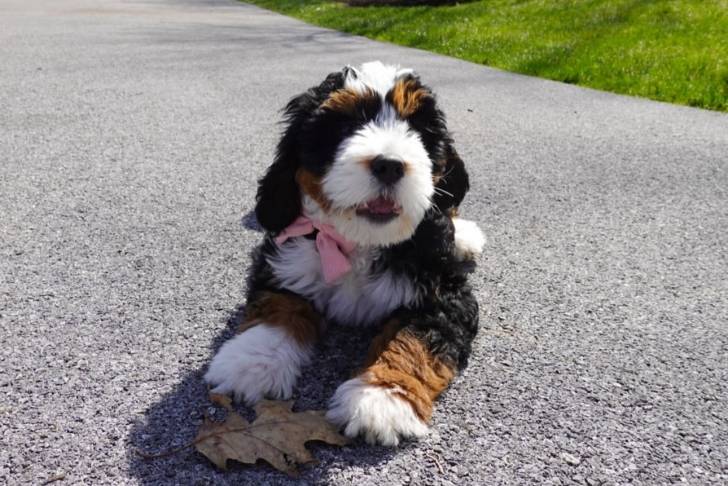 Un Bernedoodle allongé sur une surface bitumée