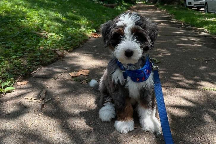 Un Bernedoodle assis sur une surface bitumée et qui est tenu en laisse 