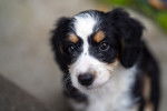 Sadie - Bernedoodle