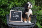 Sadie - Bernedoodle