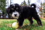 Photo Bernedoodle