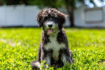 Photo Bernedoodle