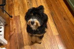 Un Bernedoodle assis sur un plancher 