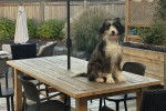Un Bernedoodle assis sur une table et ayant la langue pendante 