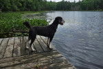 Un Bernedoodle sur un ponton en bois