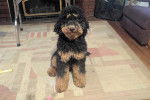 Un Bernedoodle assis sur un tapis 