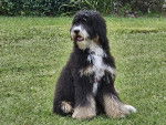 Un Bernedoodle assis sur un terrain herbeux 
