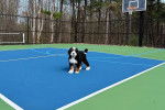 Un Bernedoodle sur un terrain de basket et regardant vers la caméra