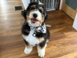 Un Bernedoodle assis sur un plancher et portant un collier autour du cou