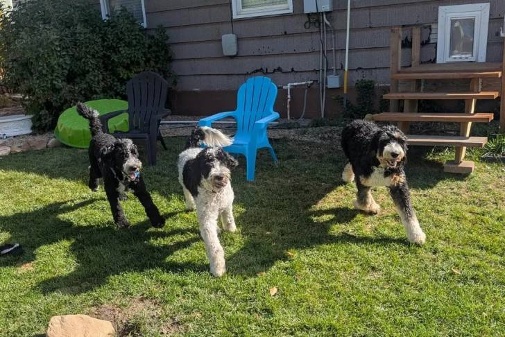 Trois Bernedoodle courant sur une surface gazonnée 