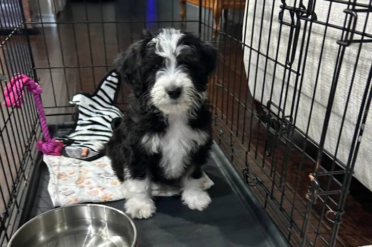 Un Bernedoodle assis dans une cage 