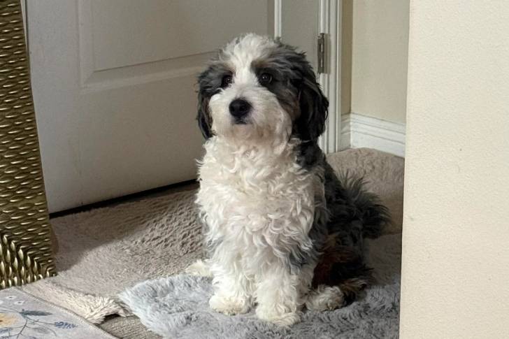 Un Bernedoodle assis sur un tapis et semblant détendu