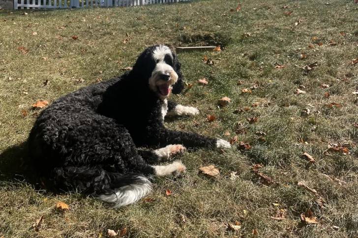 Un Bernedoodle allongé sur une surface herbacée 