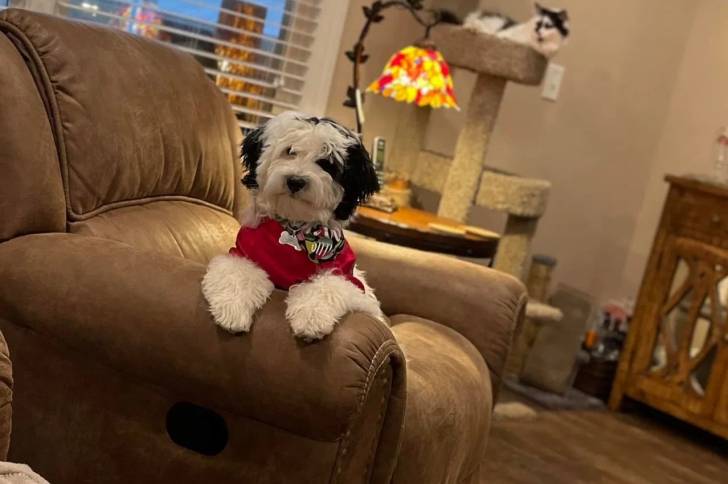 Un Bernedoodle allongé sur un canapé et portant un habit pour chien  