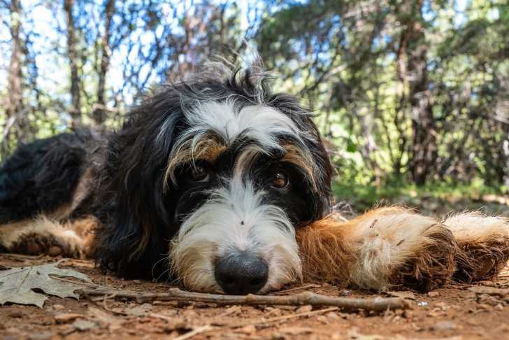 Sadie - Bernedoodle