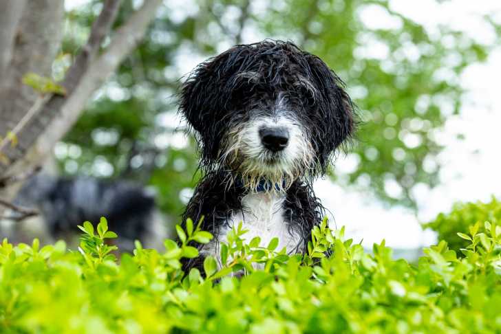 Photo Bernedoodle