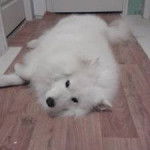 Shalytra - Samoyède (1 an)