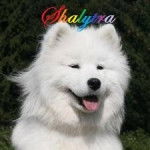 Shalytra - Samoyède (4 mois)