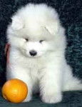 Angie - Samoyède (4 mois)