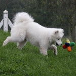 Sandy - Samoyède (1 an)