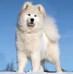 Sandy - Samoyède (1 an)